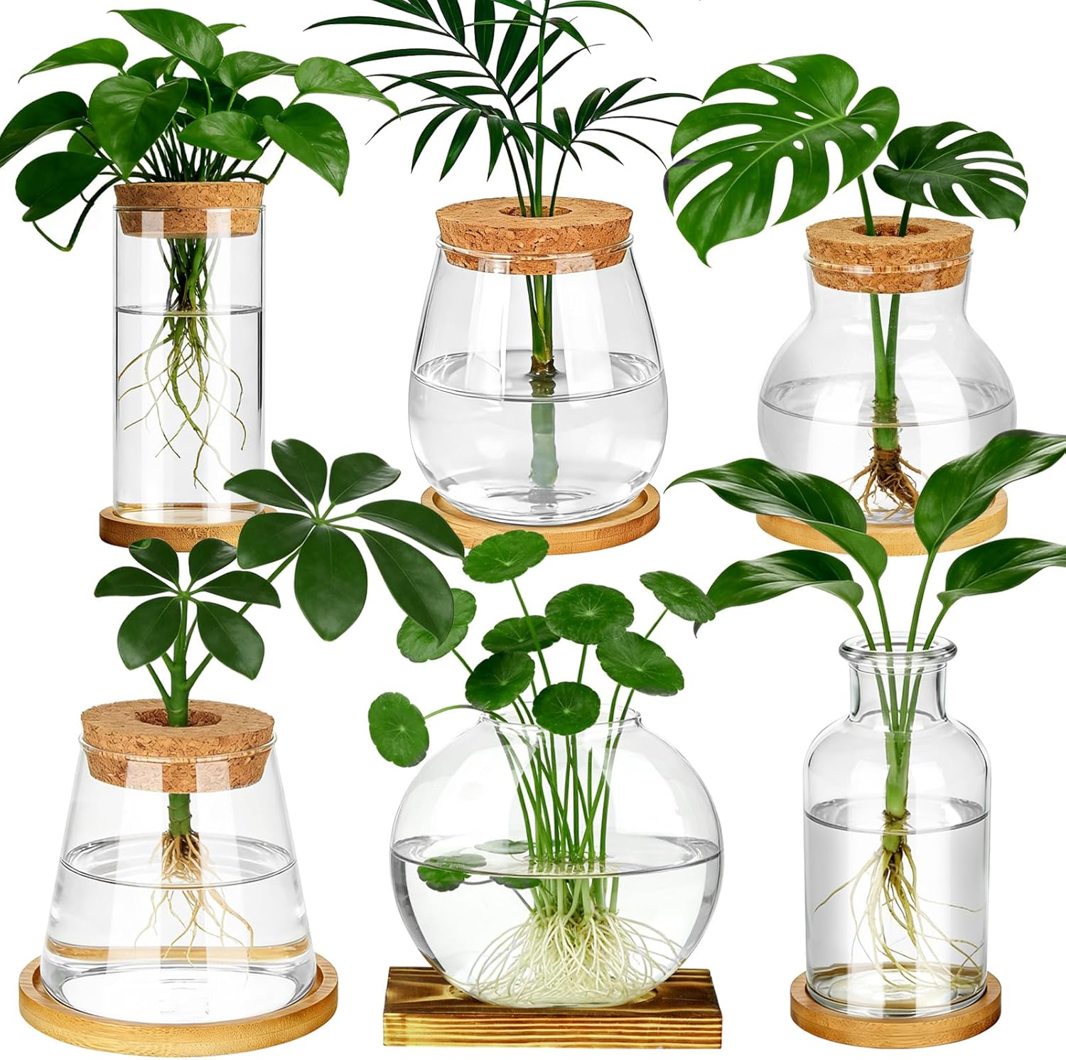 6 Pcs Plants Propagation Stati - Propagation Station Vase recension och pris