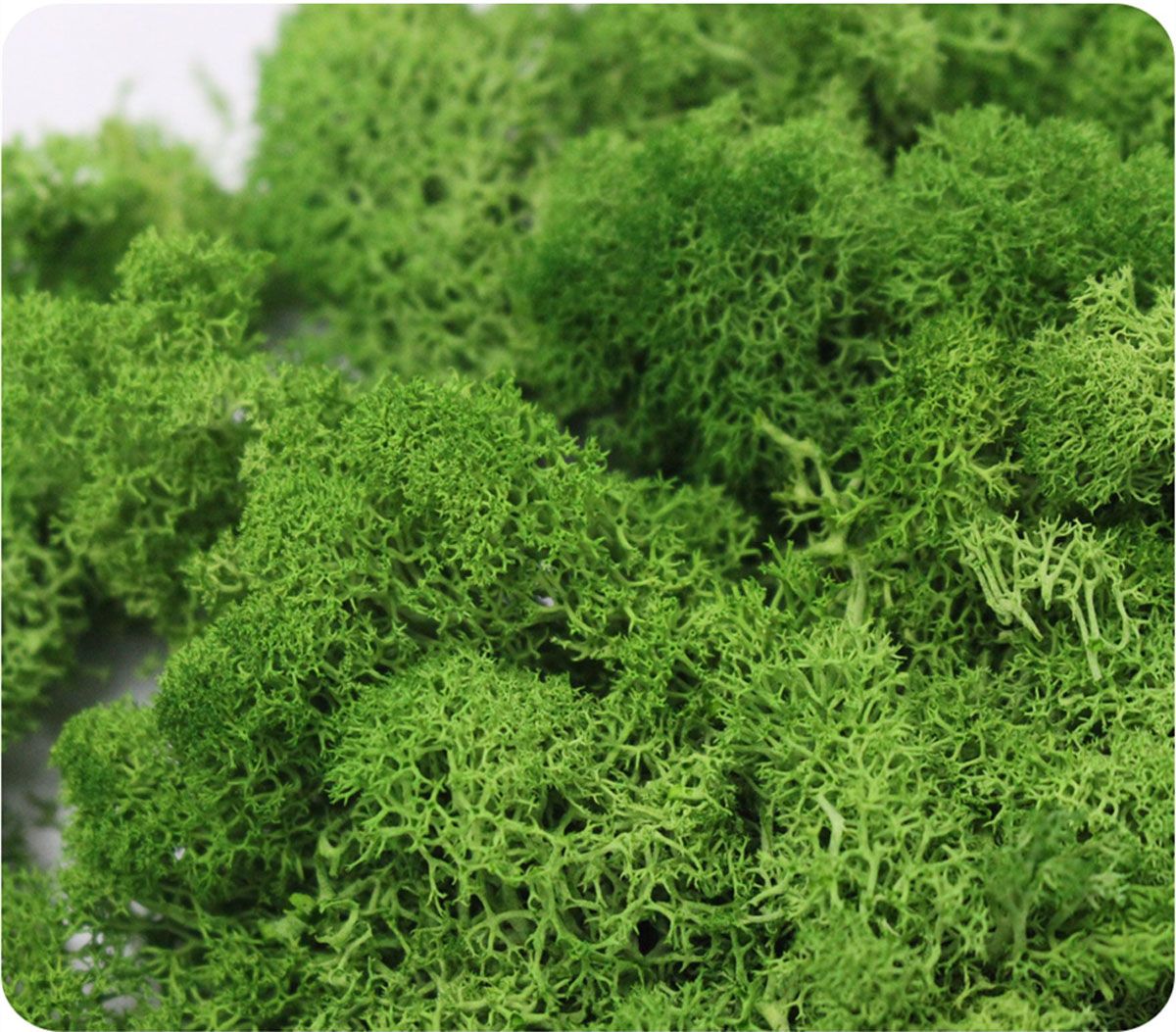 Wedding Accessories Wedding Fl - Sphagnum Moss Dry recension och pris