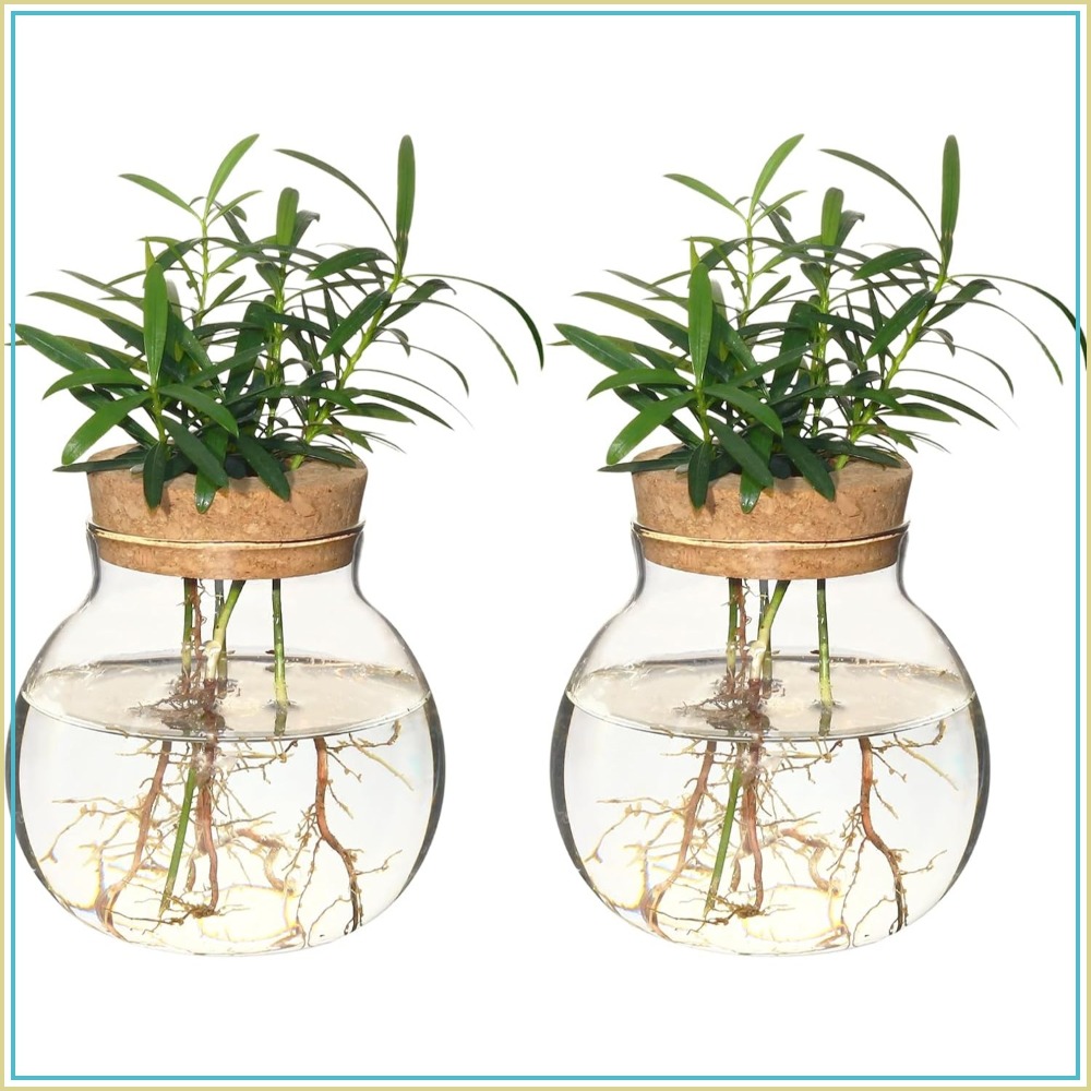 Hydroponic Plant Propagation S - Propagation Station Vase recension och pris