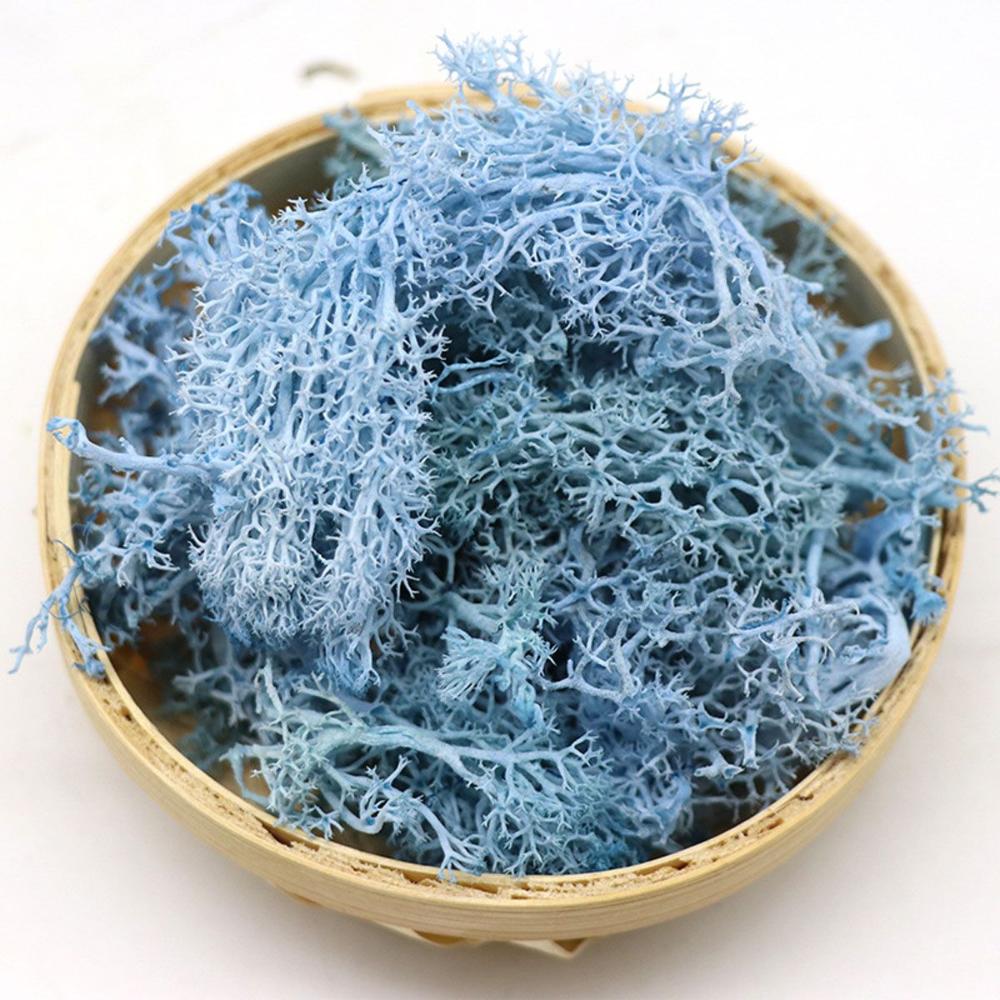 Colorful DIY Home Decor Christ - Sphagnum Moss Dry recension och pris